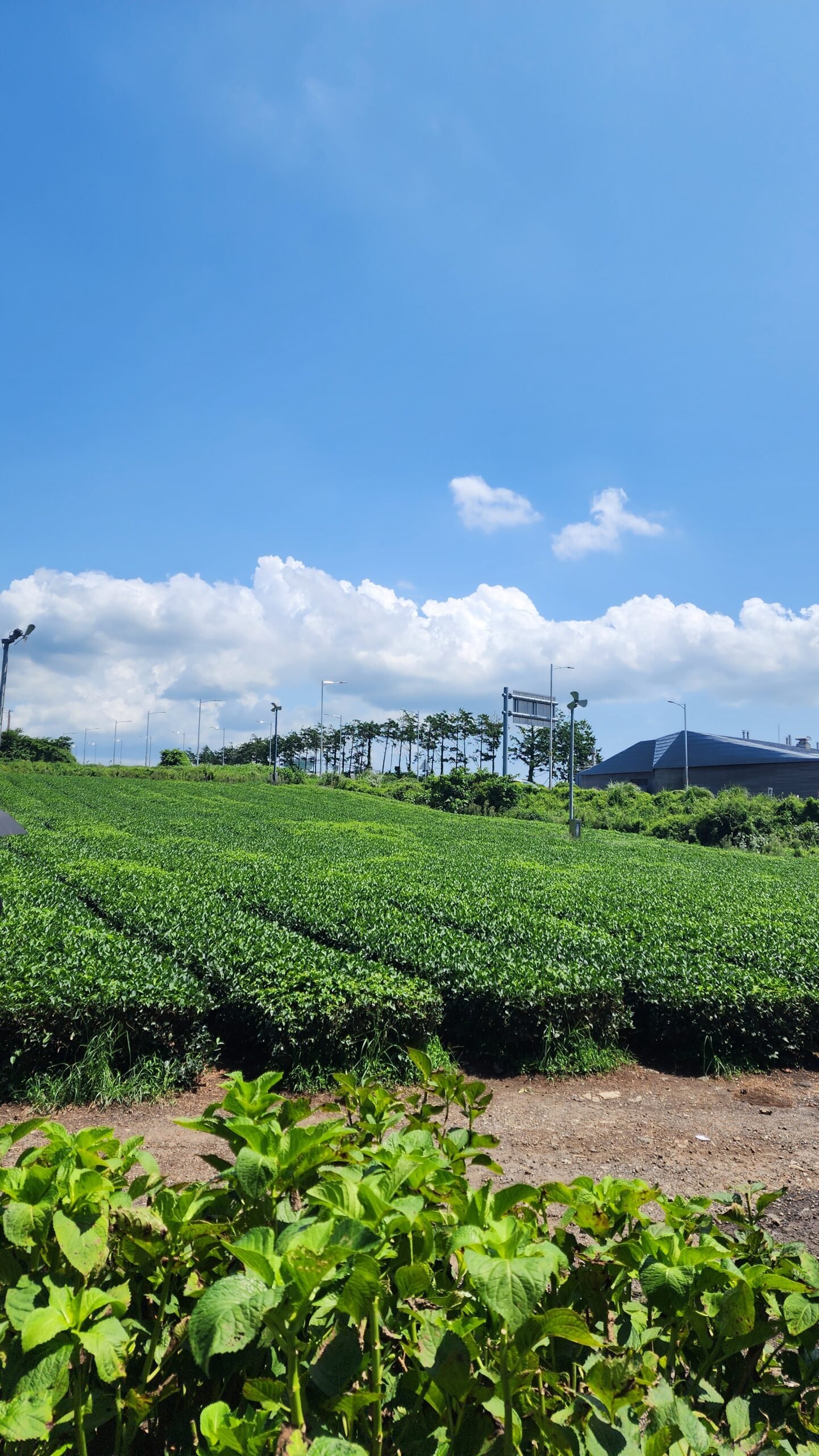 Things to do in Jeju, Osulloc Green Tea Field