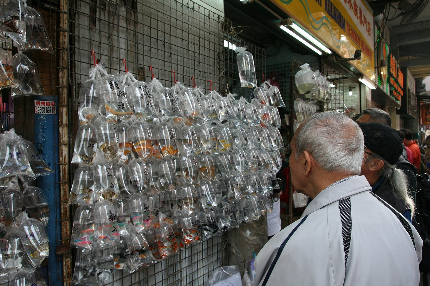 Markets in Hong Kong, Goldfish Market, Man looking at goldfish in plastic bags